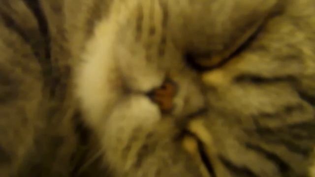 Рич сопит смотреть онлайн