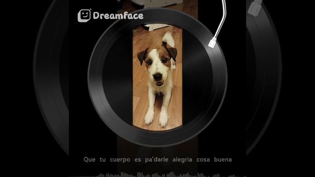 сегодня праздник #питомец #джекрасселтерьер #собака #дрт #jackrussellterrier #jackrussell #jrt смотреть онлайн