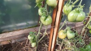 Редкий, коллекционный и очень урожайный томат Канадское наследие. Обзор томатов по сортам на 16.8.2