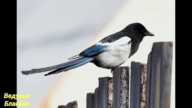 22 марта Жаворонки. Приметы Обряды дня. смотреть онлайн