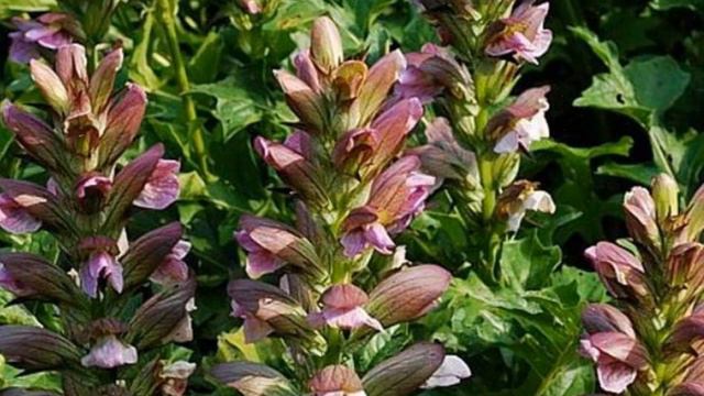 Акант – Выращивание и уход смотреть онлайн