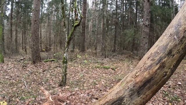 Прогулки по лесу | В этом месте раньше росли зимние опята. смотреть онлайн