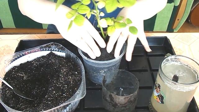 Пересадка розы смотреть онлайн