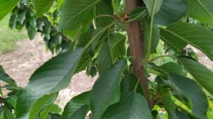 Черешня  формирование KGB.