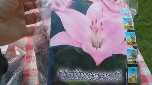 Какие бывают лилии? Лилии сложного гибридного происхождения:ОТ,ЛА- гибриды.