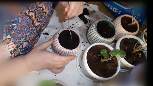 Рассаживаю герань. Надо ли помогать своим взрослым детям? Поговорим?😊 смотреть онлайн