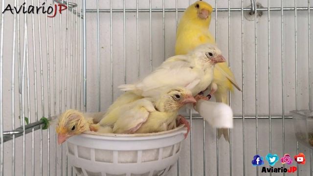 SEMILLAS PARA PAJAROS ? PROPIEDADES DE LAS SEMILLAS PARA CANARIOS PERIQUITOS JILGUEROS смотреть онлайн