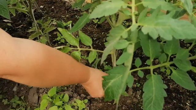 🍅ФОРМИРОВАНИЕ ВСЕХ ВИДОВ ТОМАТОВ! СДЕЛАЙТЕ ЭТО СЕЙЧАС, ПОТОМ НЕ БУДЕТ ПРОБЛЕМ!🍅 смотреть онлайн