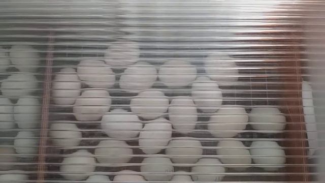 Совместная инкубация и разная дата вывода смотреть онлайн
