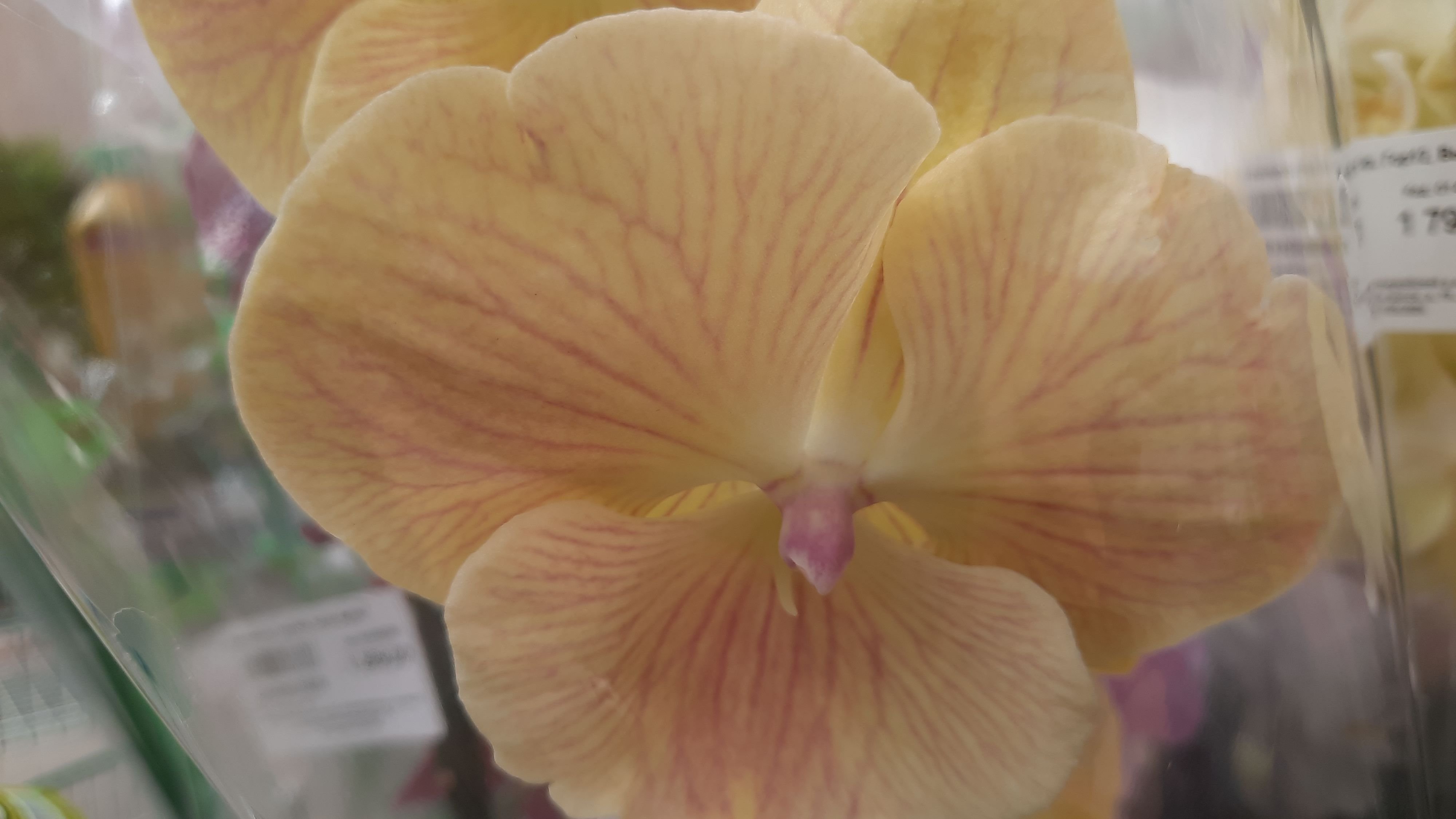 ПЛАНЕТА ЛЕТА .ПРЕКРАСНЫЕ БИГ ЛИПЫ //09.05.24// смотреть онлайн