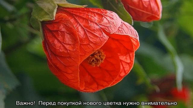 Домашний цветок с листьями как у клена — абутилон полосатый смотреть онлайн