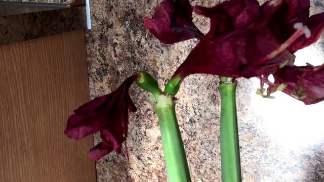 Гиппеаструм (амариллис) отцвел! смотреть онлайн
