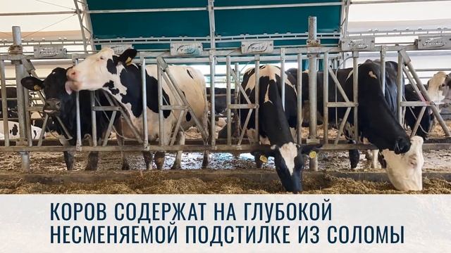 Тентовая ферма на 1300 голов КРС смотреть онлайн