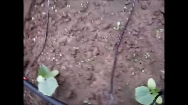 Автоматический капельный полив своими руками при помощи микрокапельниц смотреть онлайн