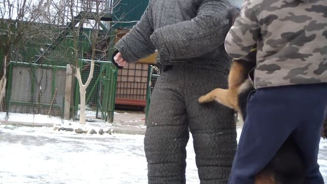 Охрана территории собакой. Дрессировка немецкой овчарки http://dogclass.ru/ смотреть онлайн