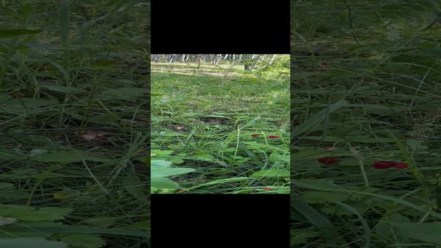 Земляничка в лесу, в гостях, Нижний Новгород 🫶🏻