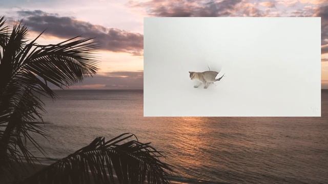 Лиса из блэкпинк на фотосессии со своими котами lilifilm | blackpink lisa русская озвучка смотреть онлайн