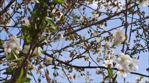 Пройду по Абрикосовой, сверну на Виноградную