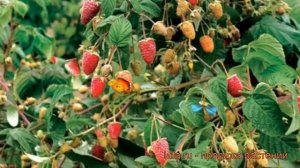 Малина традиционная Сказка (rubus) ? малина Сказка обзор: как сажать саженцы малины Сказка