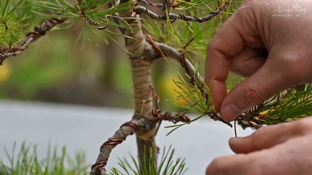 БОНСАЙ из СОСНЫ ОБЫКНОВЕННОЙ (Pinus sylvestris). Осенние работы | Scots pine. Autumn works. смотреть онлайн