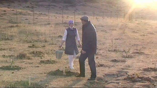 Завершающий полив и подкормка удобрениями нового леса в местности 