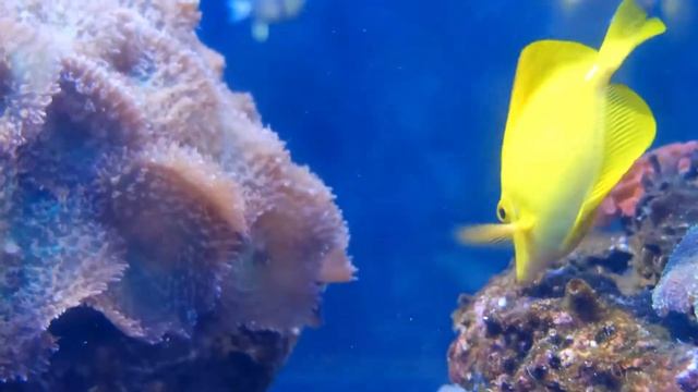 Расслабляющая музыка для сна. Вы заснете через 5 минут. смотреть онлайн