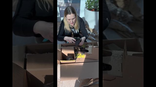 PERENNIAL PLANT HAUL UNBOXING 📦🌱🌸 смотреть онлайн