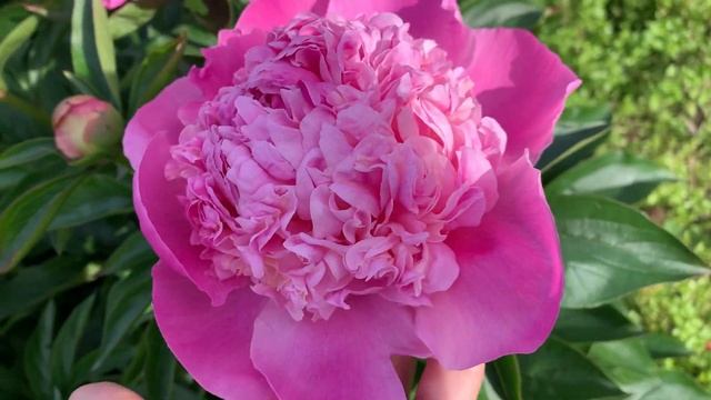 Peony "Mme. Ducel' (F Mechin 1880), channel YouTube : PEONIES-ALL ABOUT THEM (ПІОНИ-ВСЕ ПРО НИХ) смотреть онлайн