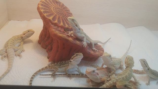 Кормление бородатых агам разморозкой смотреть онлайн