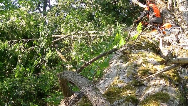 Huge tree felling work, using STIHL MS 362C-M & ? MS 241C-M смотреть онлайн