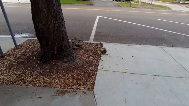 Санкт-Петербург (Флорида, США) / Музей Сальвадора Дали / Прогулка по городу смотреть онлайн