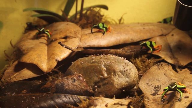 Mantella Baroni (Painted Mantella) Feeding