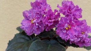 Фіалка ЛЕ-Розмари. Огляд цвітіння сорту