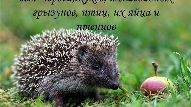 обыкновенный ёж смотреть онлайн