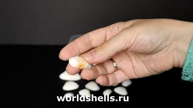 Микс из ракушек Анадара контейнер 250 мл.