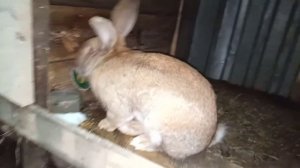 Кролики Строкачи