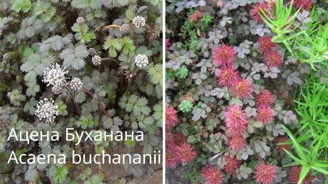 Самые красивые почвопокровные цветы для украшения цветников и дорожек в саду смотреть онлайн