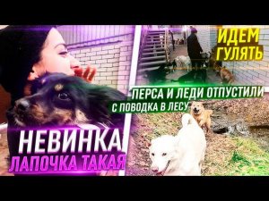 Отпустили с поводка Леди и Перса в лесу. Миша объединил ВСЕХ кошек  я в шоке. они теперь вместе.