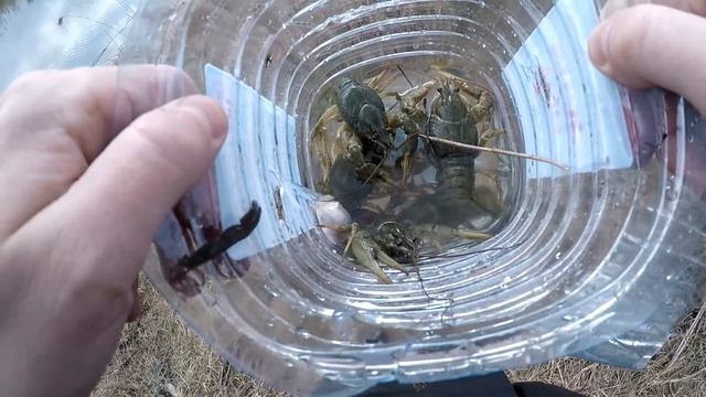 ВЕСЕННИЙ ЖОР У РАКОВ.КАК НАЙТИ МЕСТО ДЛЯ ЛОВЛИ РАКОВ смотреть онлайн