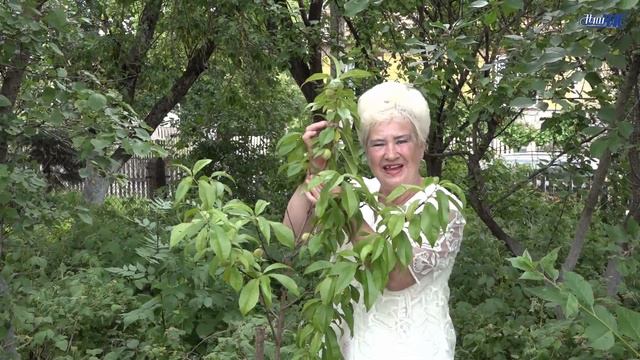 Цветущие сады Людмилы Исаевой смотреть онлайн