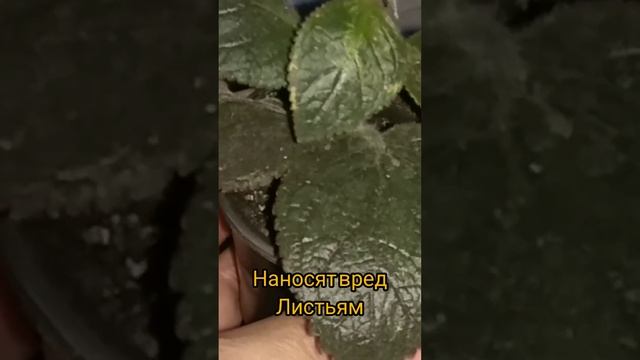 колерия пятна на листьях смотреть онлайн