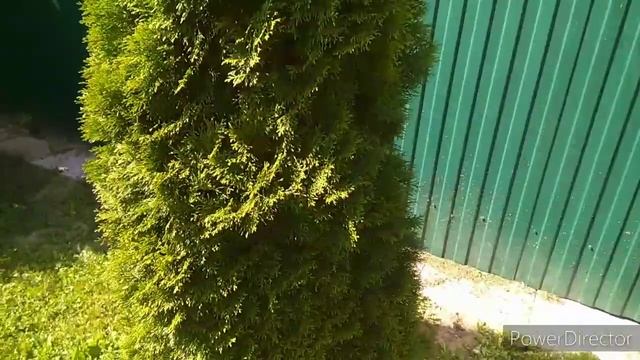 Кипарис, Голубая ель, Сосна. Обзор растений смотреть онлайн