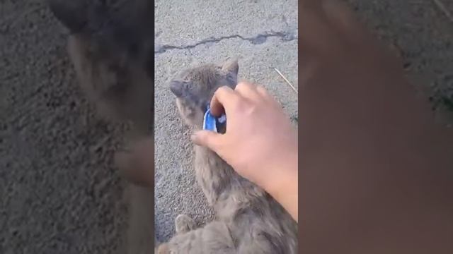 Дети цветы жизни смотреть онлайн