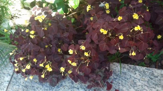 Avenca roxa do meu jardim смотреть онлайн