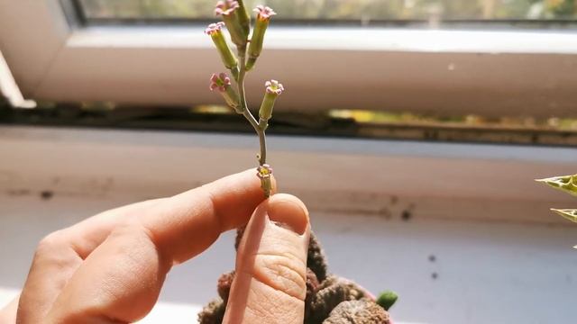 Adromischus marianae Red Coral, one of the easiest and most unusual and bizarre succulents to grow смотреть онлайн