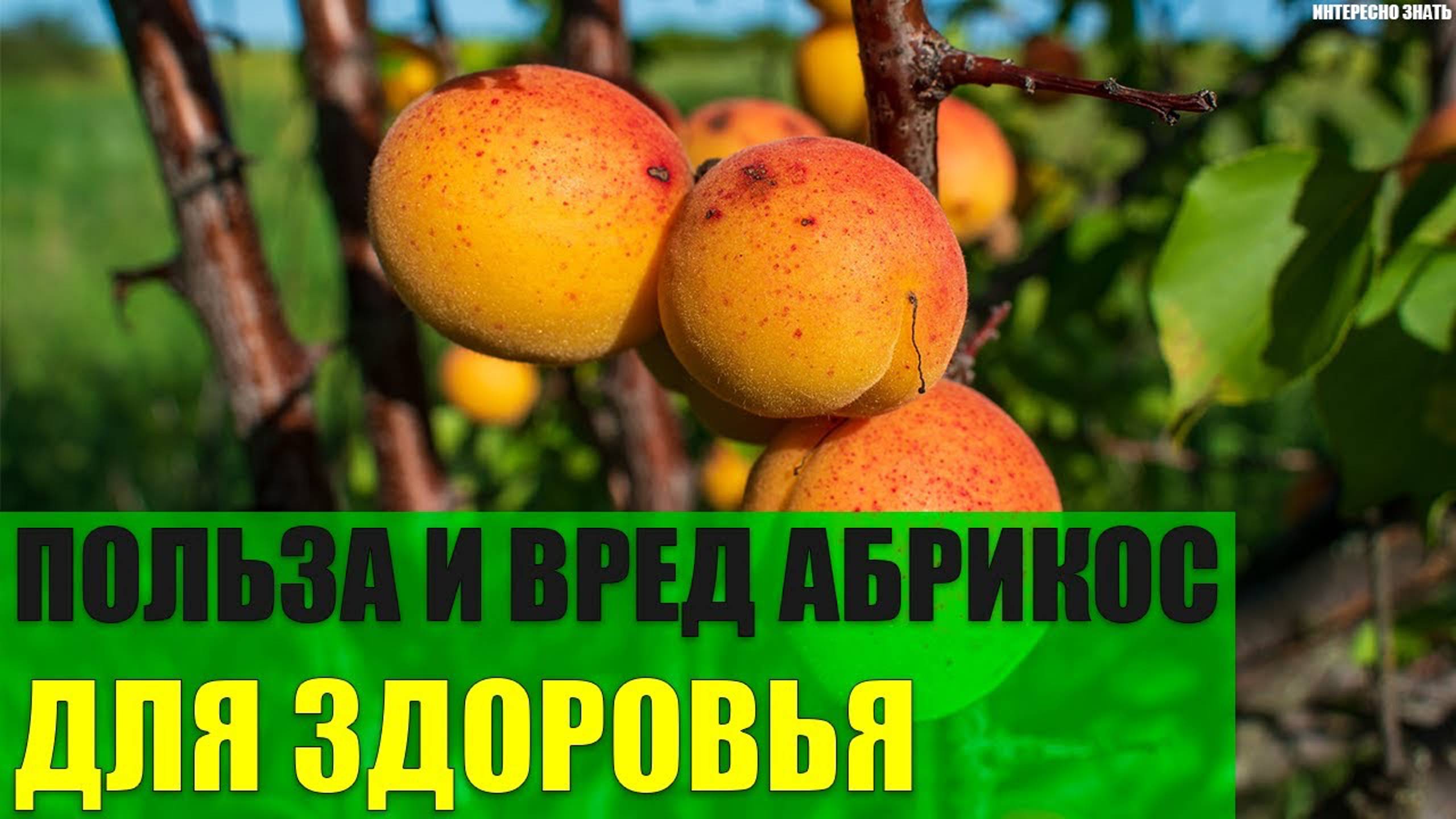 Польза и вред абрикос для здоровья смотреть онлайн