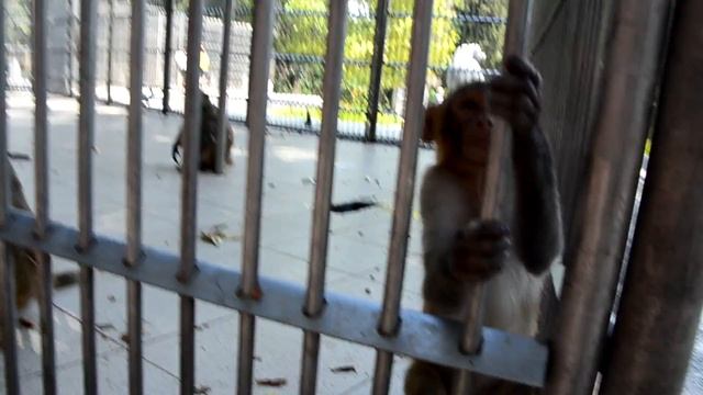 Абхазия. Сухум. Обезьяний питомник. смотреть онлайн