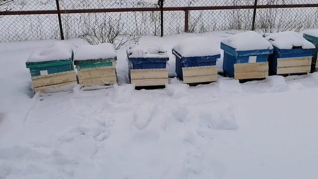 Пасека 29 января! Январский отводок в следующий раз! смотреть онлайн