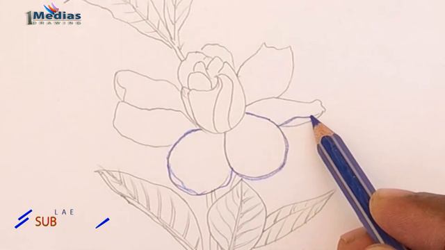 How to Draw Gardenia Step by Step (Very Easy)