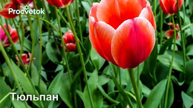 125 растений для тенистого сада. смотреть онлайн